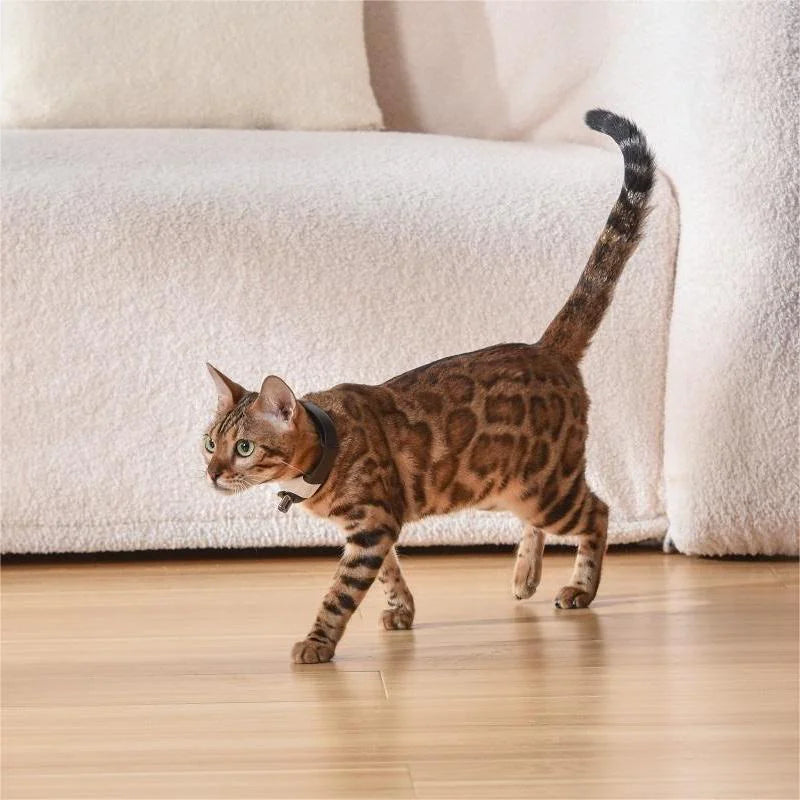 PetPal- Laser Collar Toy for Cats
